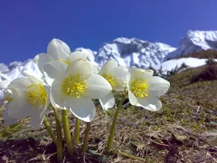Christmas rose