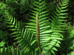 Cinnamon fern