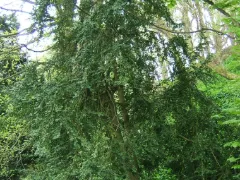 Common boxwood