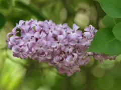 Common lilac