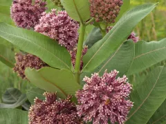 Common milkweed