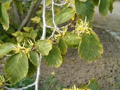 Common witch hazel
