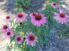 Coneflower 'Magnus'