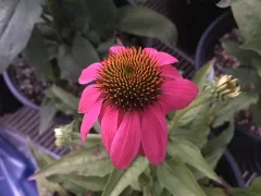 Coneflower 'PowWow Wild Berry'