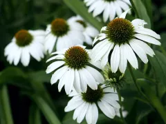 Coneflower 'White Swan'