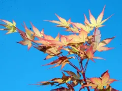 Coral bark maple