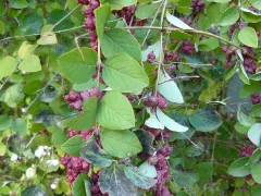Coralberry