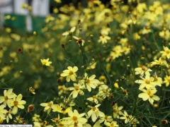 Threadleaf coreopsis 'Moonbeam'