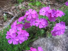 Creeping phlox