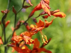 Crocosmia 'Emily McKenzie'