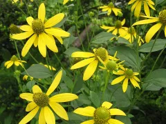 Cutleaf coneflower