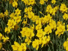 Daffodil