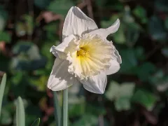 Daffodil 'Ice Follies'