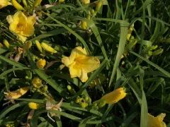 Daylily 'Happy Returns'