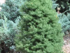 Dwarf Alberta spruce