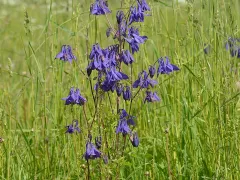 European columbine
