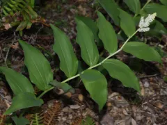False Solomon's seal