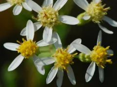 Flat-topped aster