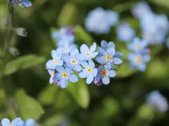 Forget-me-not