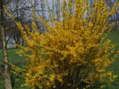 Forsythia