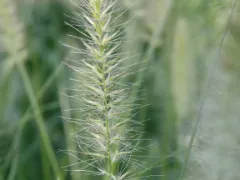 Dwarf fountain grass 'Hameln'
