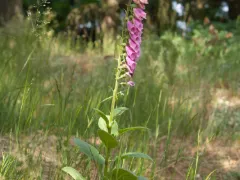 Foxglove