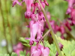 Fringed bleeding heart