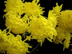 Garden chrysanthemum