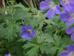 Cranesbill 'Rozanne'
