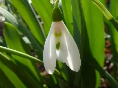 Giant snowdrop