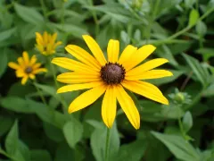 Gloriosa daisy