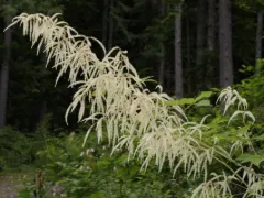 Goat's beard