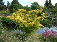 Golden fullmoon maple