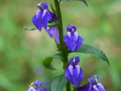 Great blue lobelia