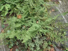 Hairy lip fern