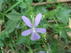 Horned violet