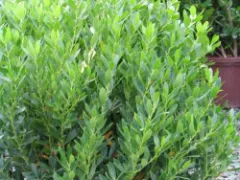 Inkberry 'Shamrock'