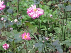 Japanese anemone