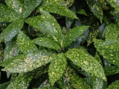Japanese aucuba