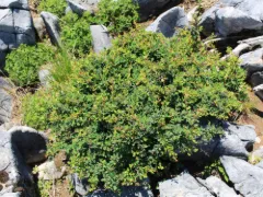 Japanese barberry