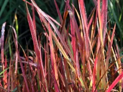 Japanese blood grass