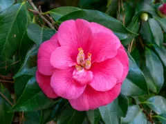 Japanese camellia