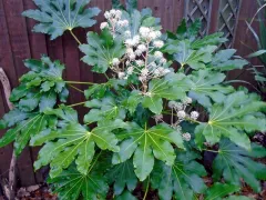 Japanese fatsia
