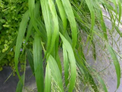 Japanese forest grass