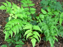Japanese holly fern