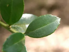 Japanese holly 'Soft Touch'