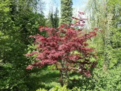 Japanese maple 'Bloodgood'