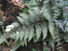 Japanese painted fern
