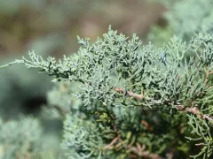 Juniper 'Grey Owl'