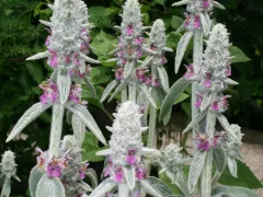 Lamb's ear
